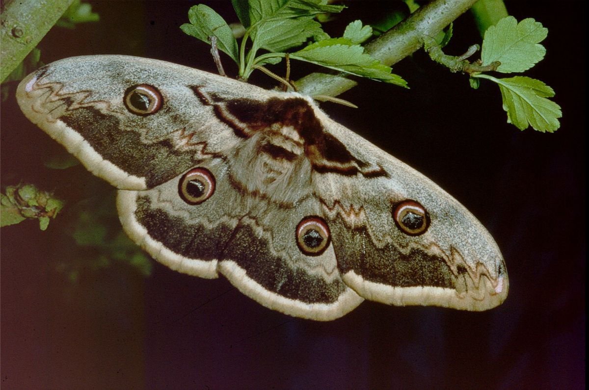 Mariposa en rama con alas abiertas