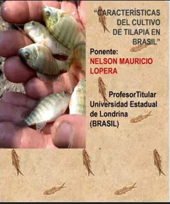 seminario tilapia