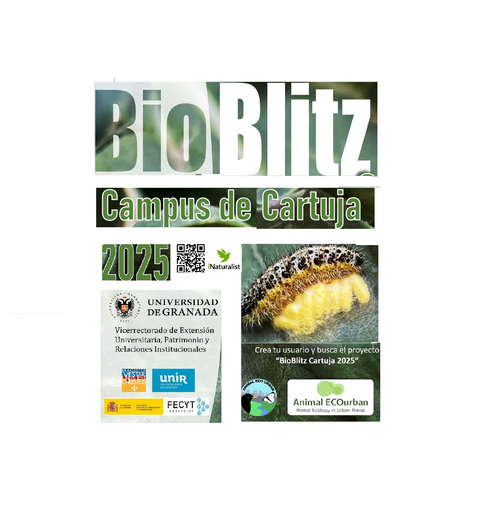 BioBlitz