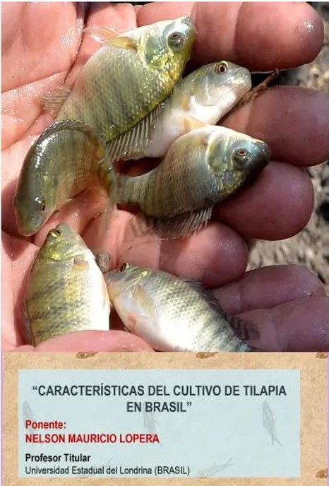 seminario tiliapia